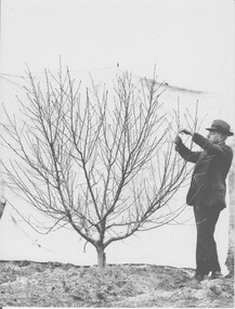 Photograph - Black and white print, The Australasian, Peach Pruning Burnley, 1920-1930