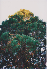 Album - Colour prints, Plants