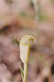 Photograph - Colour print, Kodacolor, Blunt-tongue Greenhood, 1971