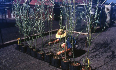 Album - Colour 35mm slides, Glenys Rose, Nursery Demonstration
