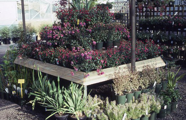 Album - Colour 35mm slides, Stuart Miller, Nursery Plant Sale, Unknown
