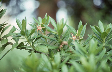 Album - Colour 35mm slides, Glenys Rose, Plants, Unknown