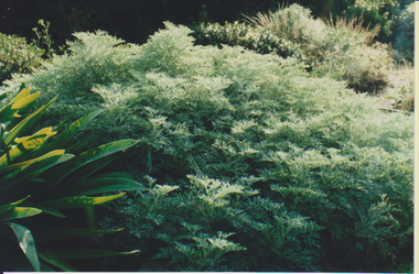 Album - Colour prints and negatives, Peter Esdale, Photographs for Peter Esdale's Class, 2000
