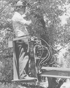 Photograph - Black and white print, Arboriculture, Unknown