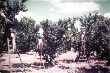 Photograph - Colour print, Kodak, Students Picking Fruit, 1960