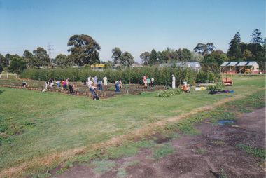 Photograph - Colour print, Students Working in Vegetable Plots