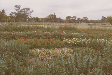 Photograph - Colour print, Field Station  -Flower Trials, c. 1983