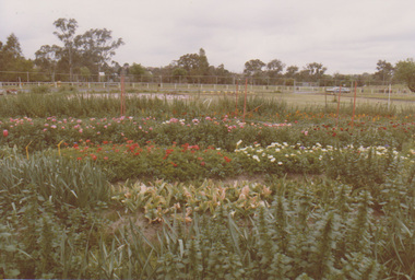 Photograph - Colour print, Field Station  - Flower Trials, c. 1983