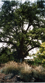 Photograph - Colour print, Elm Tree, 2005