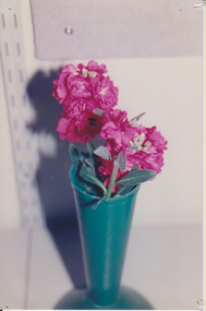 Photograph, Plant ID, Unknown