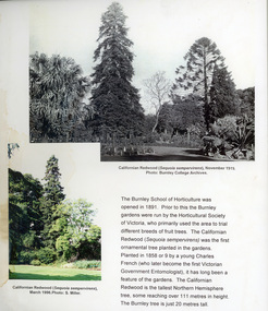 Photograph - Black and white and colour prints, Stuart Miller, Californian Redwood, 1919-1996