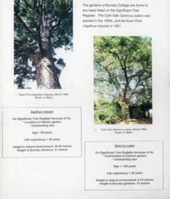 Photograph - Colour prints, Significant Trees, 1996