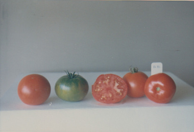 Album - Colour prints and negatives, Daphne Pearson, Tomato Trials, 1967