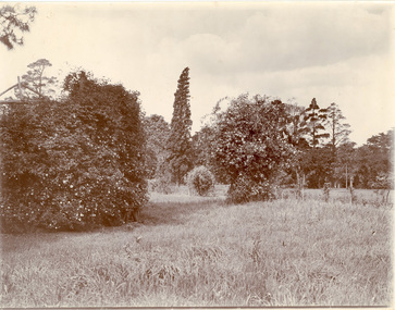 Photograph - Black and white and sepia, Garden Views, Unknown