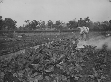 Photograph - Black and white print, Student Dusting Cabbages in the Orchard, Unknown