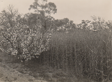 Photograph - Black and white print, Garden Views, Unknown