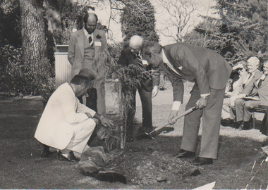 Photograph - Black and white print, Photographic Unit Media Services Branch Victorian Department of Agriculture, Tree Planting