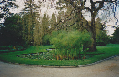 Photograph - Colour print, Sandra Pullman, Lily Pond, 2002