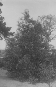 Photograph - Black and white print, Plants, 1919