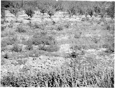 Photograph - Black and white print, Views Not Burnley, Unknown