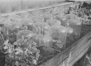 Photograph - Black and white print, Glasshouse, Unknown