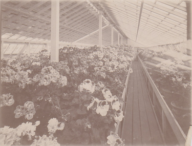 Photograph - Black and white print, Plants in a Glasshouse, Unknown