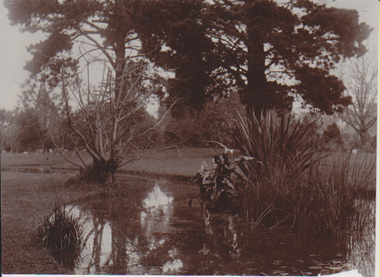 Photograph - Black and white print, Winter Burnley Gardens, 1915