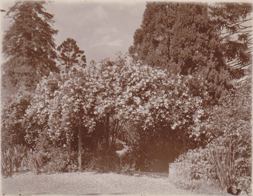 Photograph - Sepia print, Garden View
