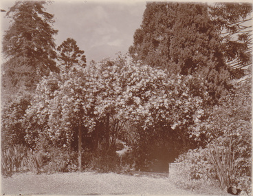 Photograph - Sepia print, Garden View, Unknown