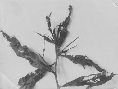 Photograph - Black and white print, Painted Apple Moth Larvae, 1920