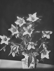 Photograph - Black and white print, Plants