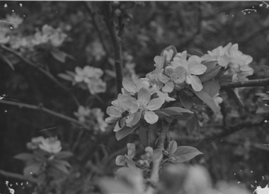 Photograph - Black and white print, Bee on Blossom, Unknown