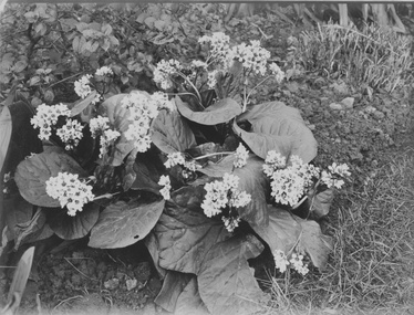 Photograph - Black and white photographs, Bergenia X schmittii, Unknown