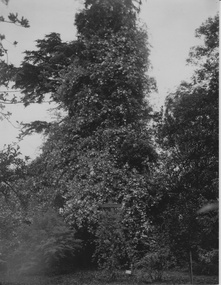 Photograph - Black and white photographs, White Banksia Pine, Unknown