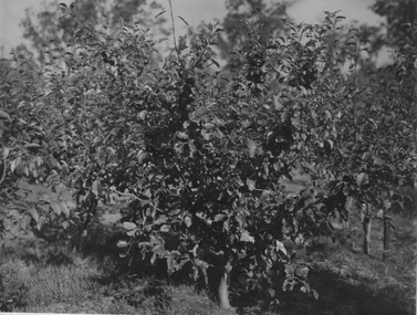 Photograph - Black and white print, Apple Tree