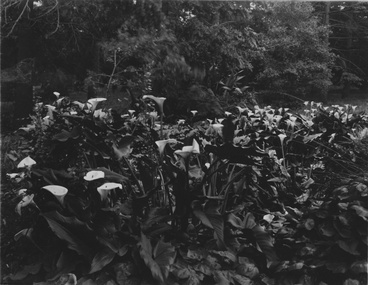 Photograph - Black and white print, Plants