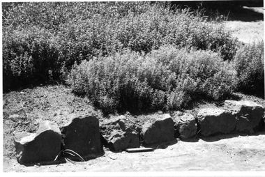 Photograph - Black and white print, Publicity Branch Victorian Department of Agriculture, Herb Bed, Unknown