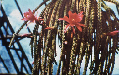 Slide - Colour glass slides, Vickie, Digitising Centre, Glass Slides, 1966