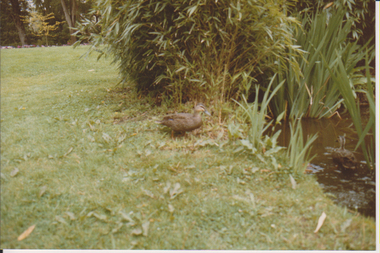 Photograph - Colour print, Kodak, Ducks by the Luffmann Ponds, Unknown