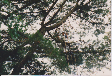 Photograph - Colour print, Kodak, Arboriculture, Unknown