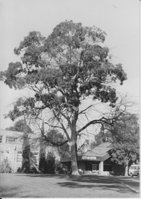 Photograph - Black and white prints and negatives, Student Amenities Building, Administration Building and Library, Unknown