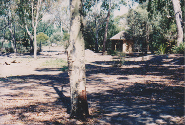 Photograph - Black and white and colour prints, Damage to Trees, Unknown