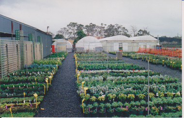 Photograph - Colour prints, Fujicolour, Nursery, Unknown