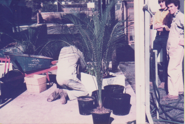 Photograph - Black and white and colour prints, Information Branch Victorian Department of Agriculture, Nursery, 1981-1985