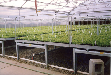 Photograph - Colour prints, Twyford Plant Lab, 1986