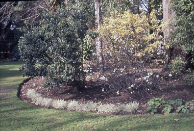 Photograph - Colour slides, PCP Verycolour Melbourne, Plants at Burnley Campus, 1960-1962