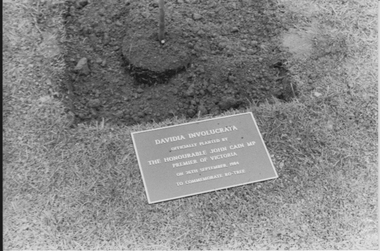 Photograph - Black and white prints and negatives, Photographic Unit Media Branch Victorian Department of Agriculture, Official Planting of Davidia involucrata by The Honourable John Cain MP, 1982-1984