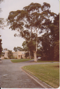 Photograph - Colour prints, John Rayner, Trees, 1978
