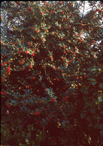 Album - Colour slides, Arboriculture, 1964-1965