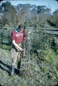 Photograph - Colour slides, Thomas H. Kneen, Burnley Views, 1956-1969